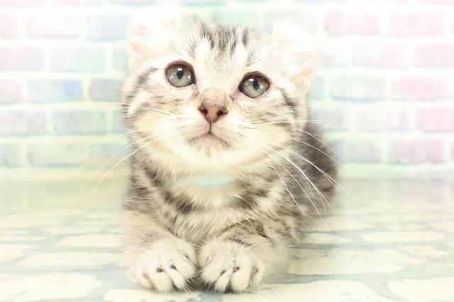 東京都のアメリカンカール (Coo&RIKU吉祥寺店/2026年8月13日生まれ/男の子/シルバータビー)の子猫の1枚目の画像