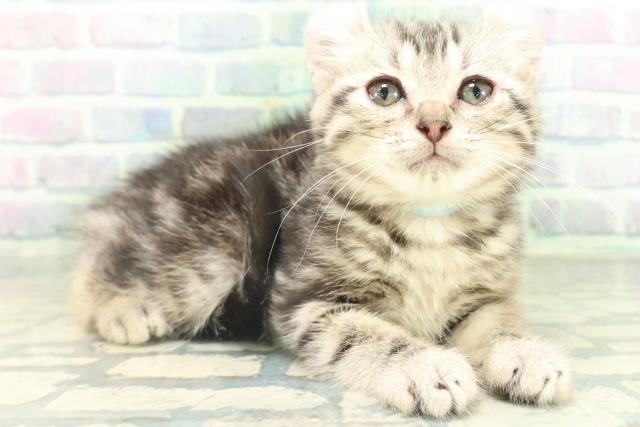 東京都のアメリカンカール (Coo&RIKU吉祥寺店/2026年8月13日生まれ/男の子/シルバータビー)の子猫の3枚目の画像