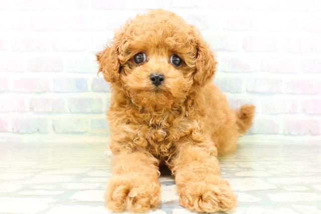 栃木県のトイプードル(トイ) (Coo&RIKU小山店/2026年8月19日生まれ/男の子/レッド)の子犬の1枚目の画像