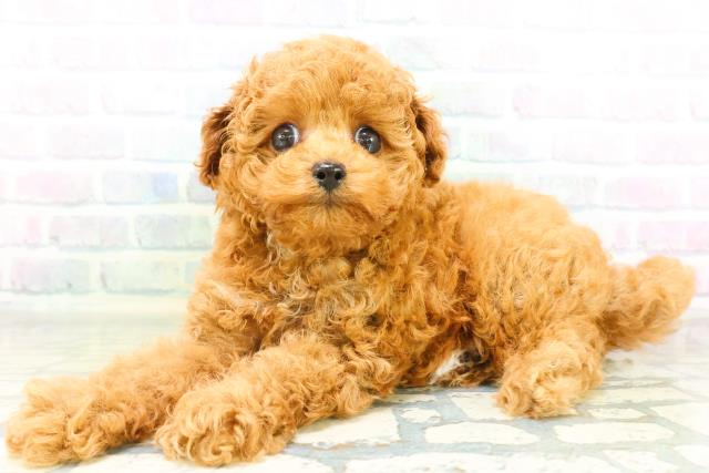 栃木県のトイプードル(トイ) (Coo&RIKU小山店/2026年8月19日生まれ/男の子/レッド)の子犬の2枚目の画像