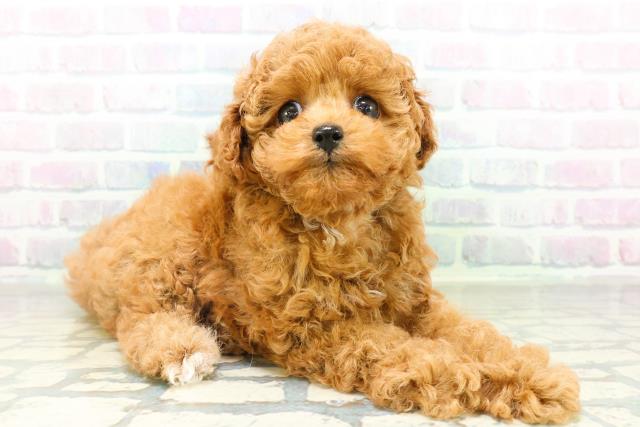 栃木県のトイプードル(トイ) (Coo&RIKU小山店/2026年8月19日生まれ/男の子/レッド)の子犬の3枚目の画像