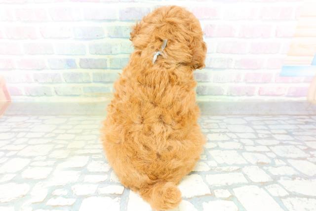 栃木県のトイプードル(トイ) (Coo&RIKU小山店/2026年8月19日生まれ/男の子/レッド)の子犬の4枚目の画像