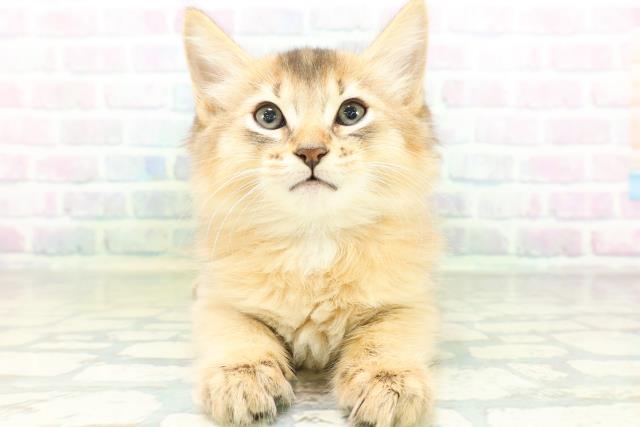 東京都のソマリ (Coo&RIKU三軒茶屋店/2026年8月20日生まれ/男の子/ルディ)の子猫の1枚目の画像