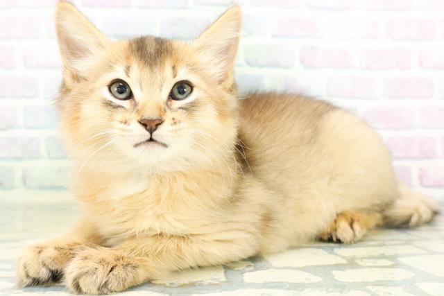 東京都のソマリ (Coo&RIKU三軒茶屋店/2026年8月20日生まれ/男の子/ルディ)の子猫の2枚目の画像