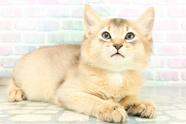 東京都のソマリ (Coo&RIKU三軒茶屋店/2026年8月20日生まれ/男の子/ルディ)の子猫の3枚目の画像