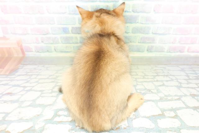 東京都のソマリ (Coo&RIKU三軒茶屋店/2026年8月20日生まれ/男の子/ルディ)の子猫の4枚目の画像