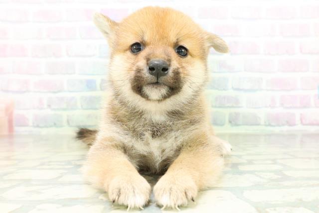 柴犬