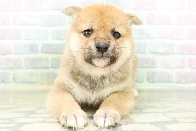 柴犬