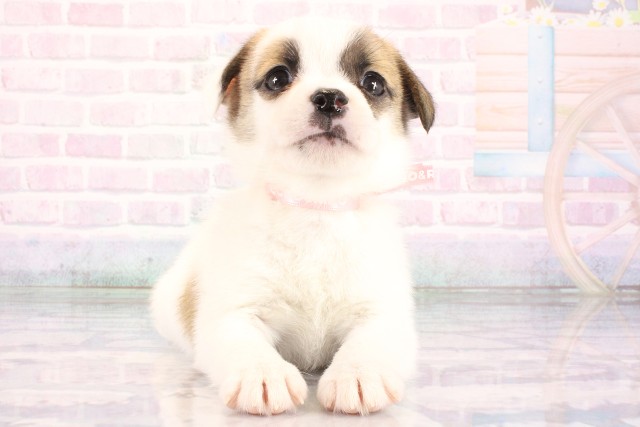 大阪府のハーフ犬・ミックス犬 (Coo&RIKU天王寺店/2026年8月20日生まれ/女の子/タンホワイト)の子犬の1枚目の画像