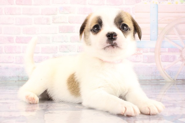 大阪府のハーフ犬・ミックス犬 (Coo&RIKU天王寺店/2026年8月20日生まれ/女の子/タンホワイト)の子犬の2枚目の画像