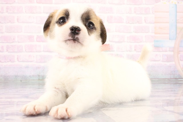大阪府のハーフ犬・ミックス犬 (Coo&RIKU天王寺店/2026年8月20日生まれ/女の子/タンホワイト)の子犬の3枚目の画像