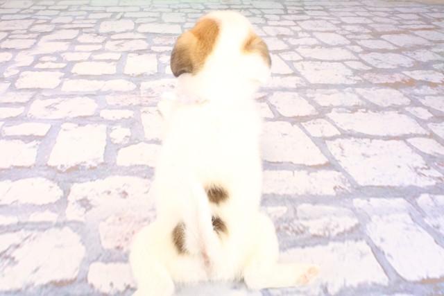 大阪府のハーフ犬・ミックス犬 (Coo&RIKU天王寺店/2026年8月20日生まれ/女の子/タンホワイト)の子犬の4枚目の画像
