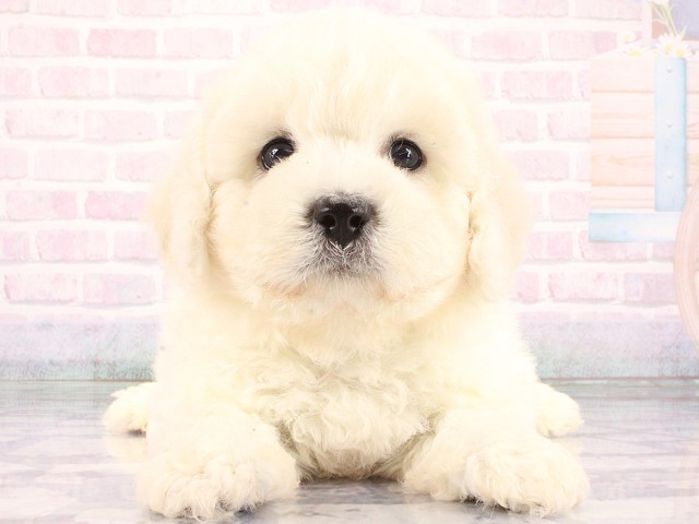 大阪府のビションフリーゼ (Coo&RIKU梅田店/2026年8月20日生まれ/男の子/ホワイト)の子犬の1枚目の画像