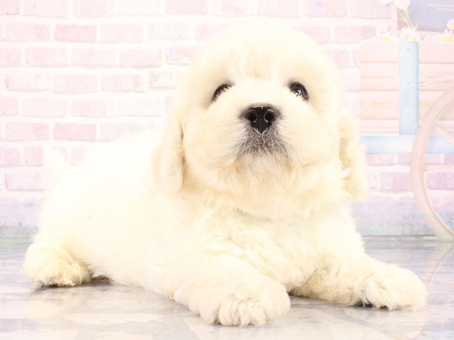 大阪府のビションフリーゼ (Coo&RIKU梅田店/2026年8月20日生まれ/男の子/ホワイト)の子犬の2枚目の画像