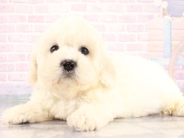 大阪府のビションフリーゼ (Coo&RIKU梅田店/2026年8月20日生まれ/男の子/ホワイト)の子犬の3枚目の画像