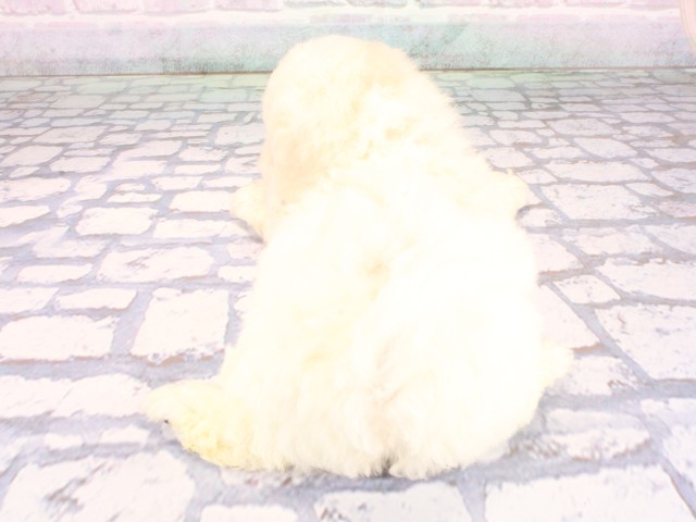大阪府のビションフリーゼ (Coo&RIKU梅田店/2026年8月20日生まれ/男の子/ホワイト)の子犬の4枚目の画像