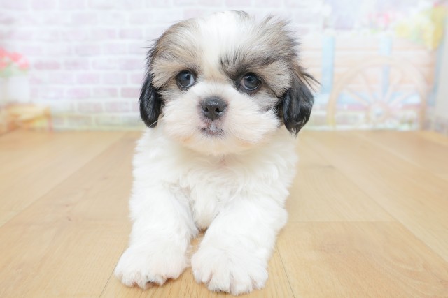 東京都のシーズー (Coo&RIKU八王子西店/2026年8月17日生まれ/女の子/ゴールドホワイト)の子犬の1枚目の画像