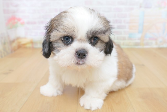 東京都のシーズー (Coo&RIKU八王子西店/2026年8月17日生まれ/女の子/ゴールドホワイト)の子犬の2枚目の画像