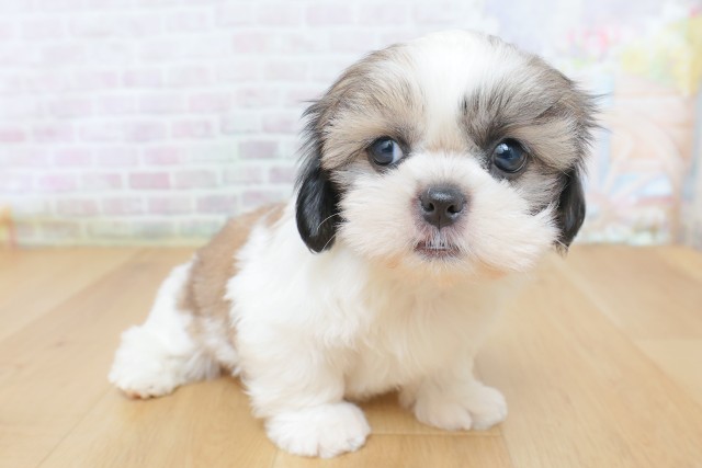 東京都のシーズー (Coo&RIKU八王子西店/2026年8月17日生まれ/女の子/ゴールドホワイト)の子犬の3枚目の画像