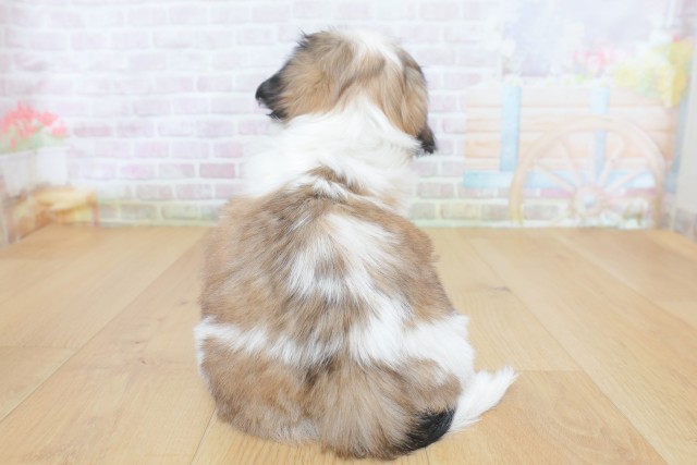 東京都のシーズー (Coo&RIKU八王子西店/2026年8月17日生まれ/女の子/ゴールドホワイト)の子犬の4枚目の画像