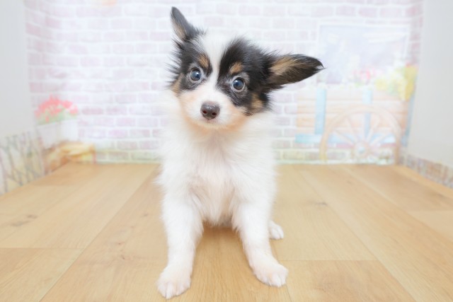 東京都のパピヨン (Coo&RIKU八王子西店/2026年8月18日生まれ/男の子/トライカラー)の子犬の1枚目の画像