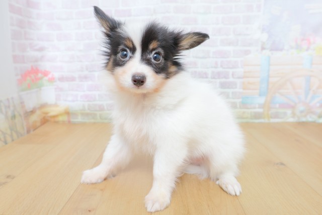 東京都のパピヨン (Coo&RIKU八王子西店/2026年8月18日生まれ/男の子/トライカラー)の子犬の2枚目の画像
