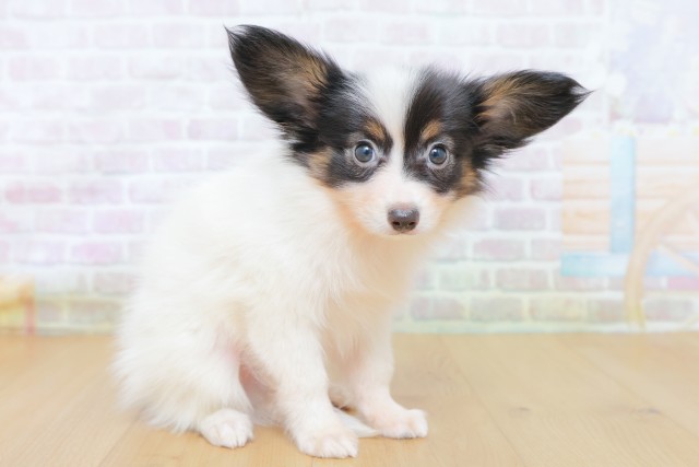 東京都のパピヨン (Coo&RIKU八王子西店/2026年8月18日生まれ/男の子/トライカラー)の子犬の3枚目の画像