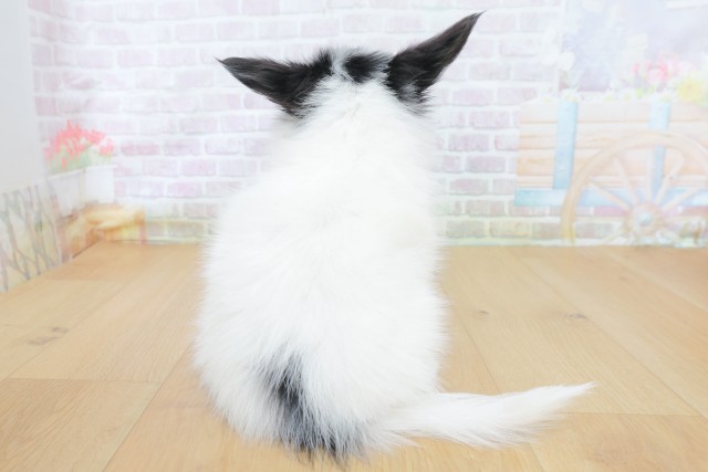 東京都のパピヨン (Coo&RIKU八王子西店/2026年8月18日生まれ/男の子/トライカラー)の子犬の4枚目の画像