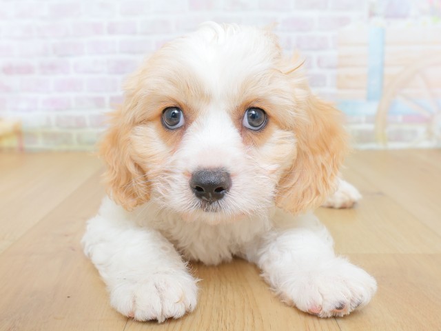 青森県のハーフ犬・ミックス犬 (Coo&RIKU青森店/2026年8月20日生まれ/男の子/クリームホワイト)の子犬の1枚目の画像
