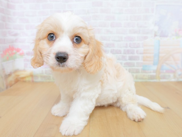 青森県のハーフ犬・ミックス犬 (Coo&RIKU青森店/2026年8月20日生まれ/男の子/クリームホワイト)の子犬の2枚目の画像