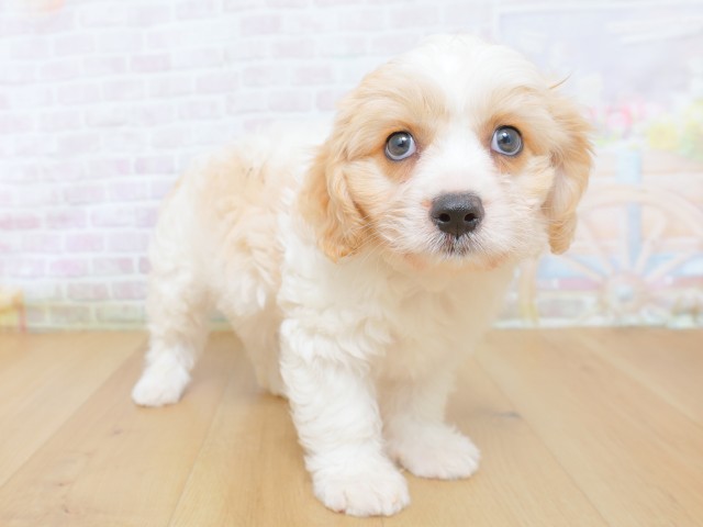青森県のハーフ犬・ミックス犬 (Coo&RIKU青森店/2026年8月20日生まれ/男の子/クリームホワイト)の子犬の3枚目の画像