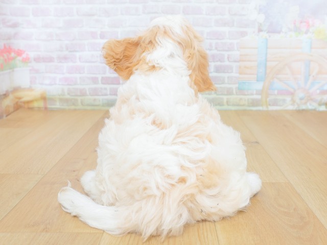 青森県のハーフ犬・ミックス犬 (Coo&RIKU青森店/2026年8月20日生まれ/男の子/クリームホワイト)の子犬の4枚目の画像