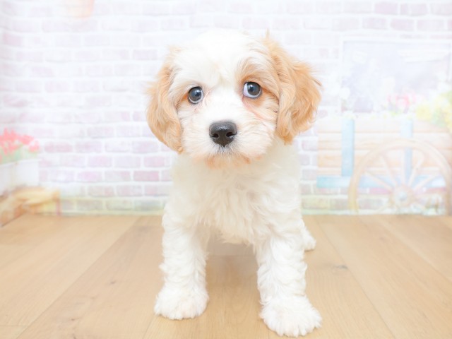 山形県のハーフ犬・ミックス犬 (Coo&RIKU山形店/2026年8月20日生まれ/女の子/クリームホワイト)の子犬の1枚目の画像