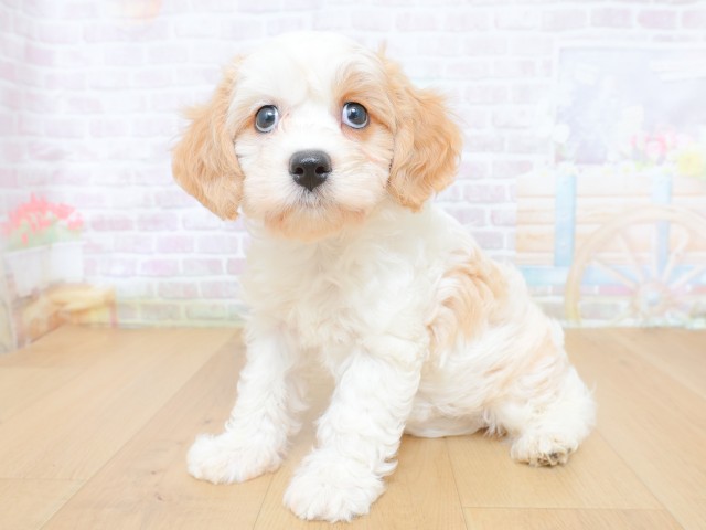 山形県のハーフ犬・ミックス犬 (Coo&RIKU山形店/2026年8月20日生まれ/女の子/クリームホワイト)の子犬の2枚目の画像
