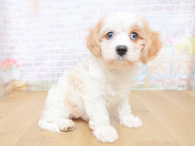 山形県のハーフ犬・ミックス犬 (Coo&RIKU山形店/2026年8月20日生まれ/女の子/クリームホワイト)の子犬の3枚目の画像