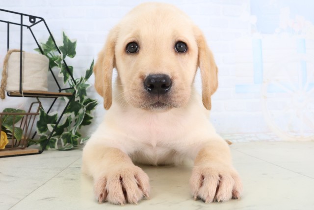 神奈川県のラブラドールレトリーバー (Coo&RIKU江の島店/2026年8月21日生まれ/男の子/イエロー)の子犬の1枚目の画像
