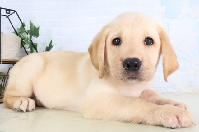 神奈川県のラブラドールレトリーバー (Coo&RIKU江の島店/2026年8月21日生まれ/男の子/イエロー)の子犬の2枚目の画像