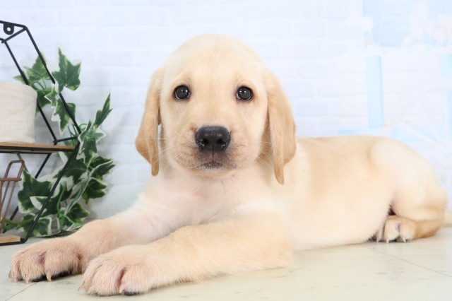 神奈川県のラブラドールレトリーバー (Coo&RIKU江の島店/2026年8月21日生まれ/男の子/イエロー)の子犬の3枚目の画像