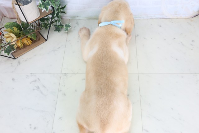神奈川県のラブラドールレトリーバー (Coo&RIKU江の島店/2026年8月21日生まれ/男の子/イエロー)の子犬の4枚目の画像