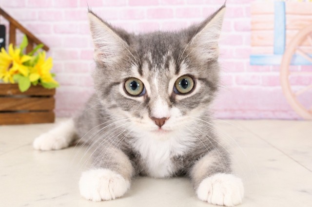 ノルウェージャン・フォレストキャット