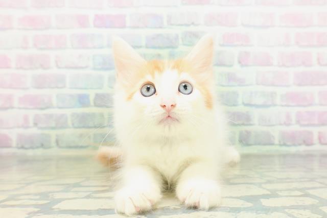 メインクーン