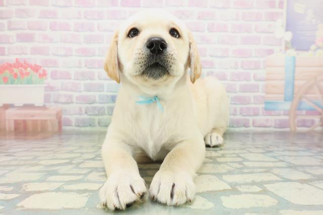 新潟県のラブラドールレトリーバー (Coo&RIKU上越店/2026年8月20日生まれ/男の子/イエロー)の子犬の1枚目の画像