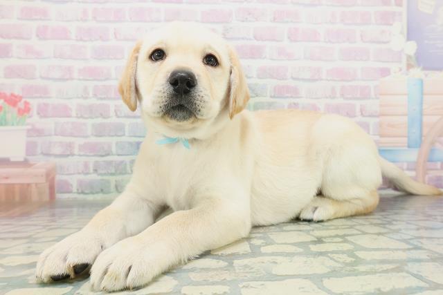 新潟県のラブラドールレトリーバー (Coo&RIKU上越店/2026年8月20日生まれ/男の子/イエロー)の子犬の2枚目の画像