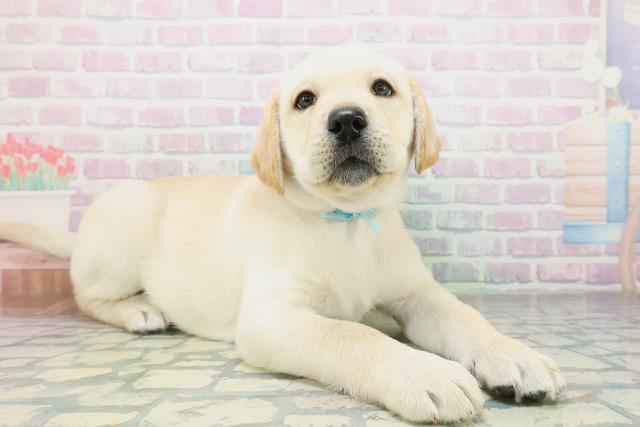 新潟県のラブラドールレトリーバー (Coo&RIKU上越店/2026年8月20日生まれ/男の子/イエロー)の子犬の3枚目の画像