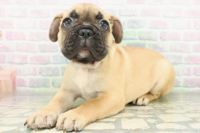 新潟県のフレンチブルドッグ (Coo&RIKU長岡店/2026年8月18日生まれ/男の子/フォーンホワイト)の子犬の2枚目の画像