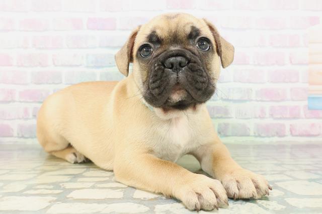 新潟県のフレンチブルドッグ (Coo&RIKU長岡店/2026年8月18日生まれ/男の子/フォーンホワイト)の子犬の3枚目の画像