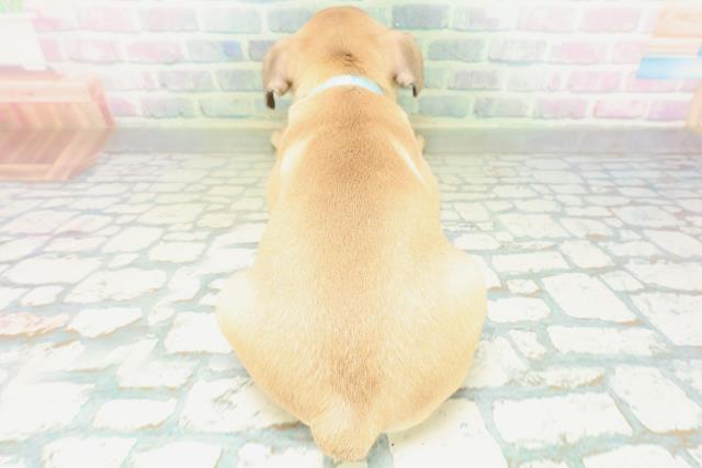 新潟県のフレンチブルドッグ (Coo&RIKU長岡店/2026年8月18日生まれ/男の子/フォーンホワイト)の子犬の4枚目の画像