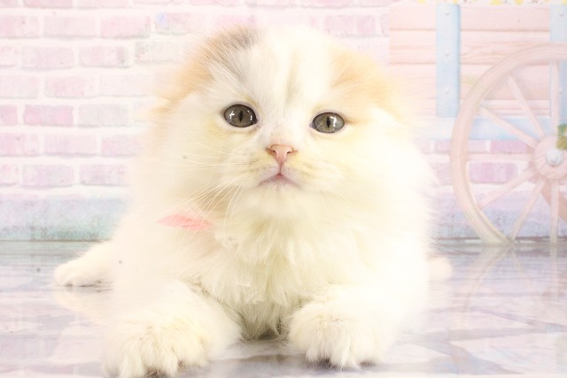 スコティッシュフォールド