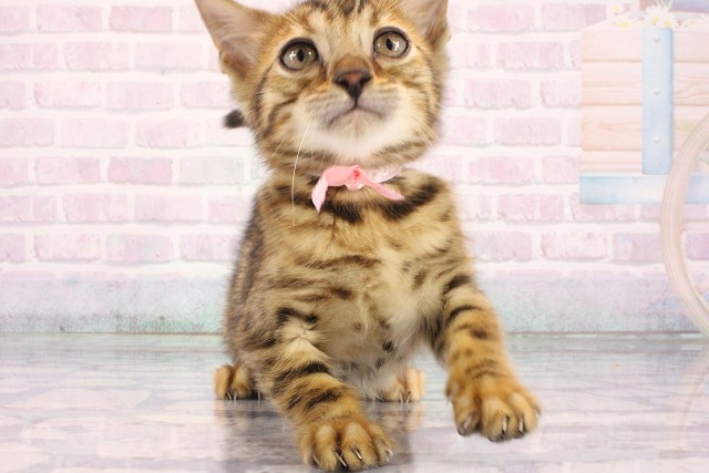 愛知県のベンガル (Coo&RIKU春日井店/2026年8月10日生まれ/女の子/ブラウンスポットタビー)の子猫の1枚目の画像