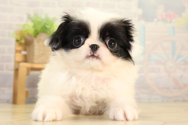 愛知県の狆 (Coo&RIKU豊橋店/2026年8月20日生まれ/女の子/白黒)の子犬の1枚目の画像